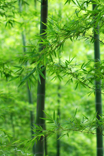 蒋奇明杨采钰初恋变仇人